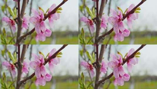 春天微风中的桃花高清在线视频素材下载