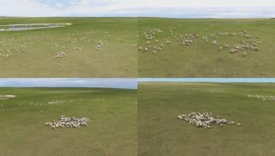 大草原羊群高清在线视频素材下载