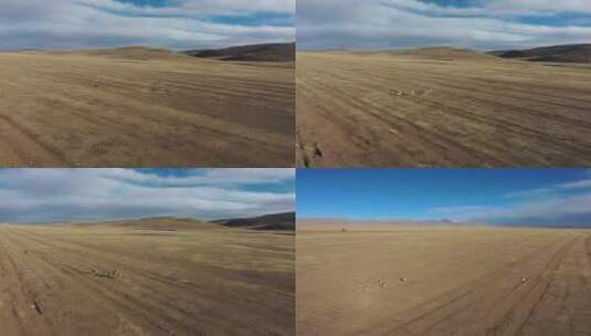 奔跑的藏羚羊航拍高清在线视频素材下载