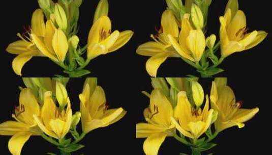 黄色的花开花过程高清在线视频素材下载