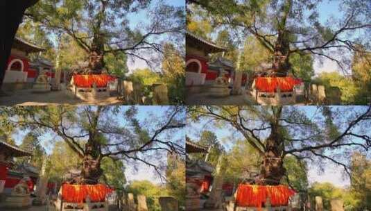 北京戒台寺千年古树视频素材高清在线视频素材下载
