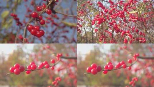 北美冬青鲜红的果实2高清在线视频素材下载