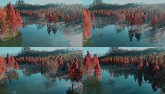 冬季生长在水里水杉红色树叶高清在线视频素材下载