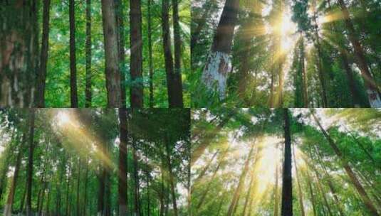 阳光树叶阳光树林阳光森林阳光光影水杉树林高清在线视频素材下载