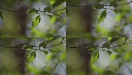 【6K】光影斑驳的树叶高清在线视频素材下载