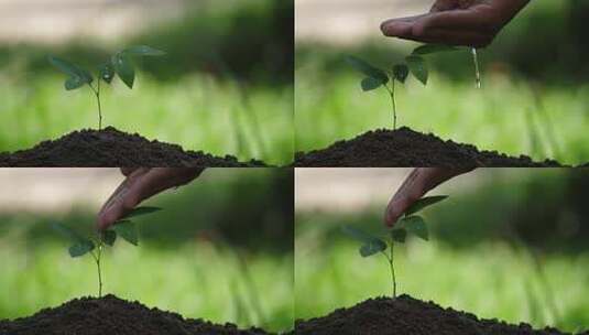 树苗-浇水-希望未来成长高清在线视频素材下载