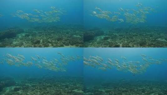 海底 珊瑚  软珊瑚   海洋生物 珊瑚礁高清在线视频素材下载
