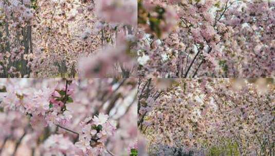 春天樱花海棠花林 蜜蜂采蜜特写花瓣合集高清在线视频素材下载