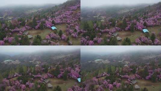 云南香格里拉夏季花卉 高山杜鹃群高清在线视频素材下载