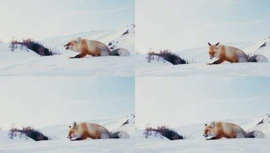冬日喀纳斯的野生小狐狸高清在线视频素材下载