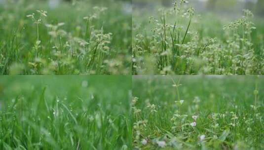 春季绿色清新小草高清在线视频素材下载