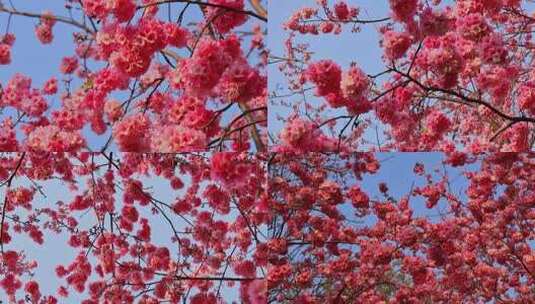 春暖花开樱花盛开合集高清在线视频素材下载