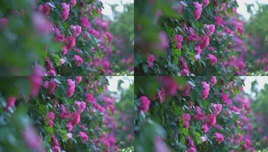 盛开的蔷薇月季花高清在线视频素材下载