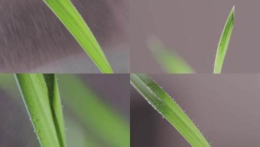 微距拍摄小麦发芽高清在线视频素材下载