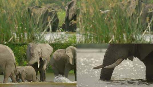 河里一群大象高清在线视频素材下载