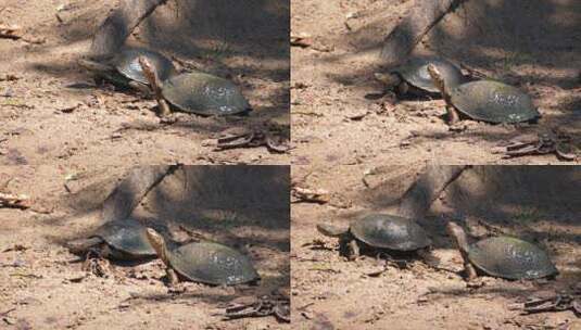 两只龟在沙滩上高清在线视频素材下载
