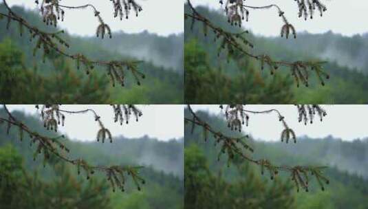雨天的绿荫树木随风飘动高清在线视频素材下载