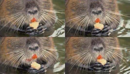 长胡须饥饿的河豚站在水里吃东西。海狸鼠拿着一块特写高清在线视频素材下载