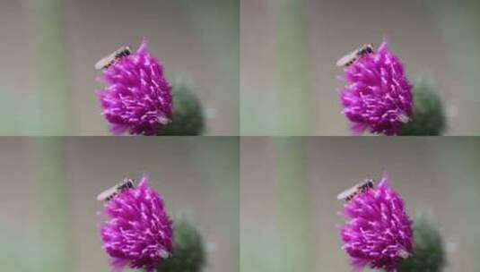 正在花朵上吸食花粉的食芽蝇高清在线视频素材下载