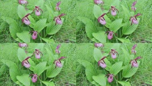 珍稀野生药用植物：大花杓兰高清在线视频素材下载