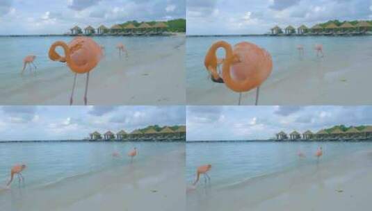 阿鲁巴海滩与粉色火烈鸟在海滩火烈鸟在阿鲁巴岛加勒比海高清在线视频素材下载