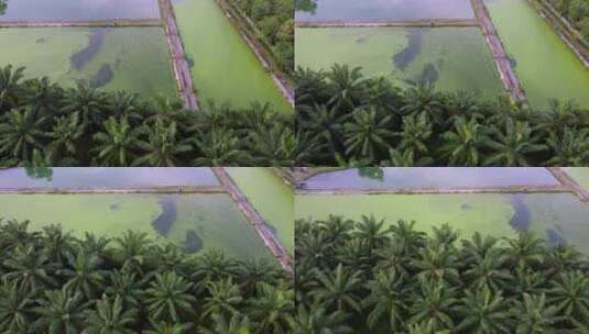 藻类生长在水处理的表面高清在线视频素材下载