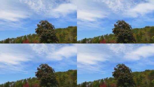 蓝天白云树木高清在线视频素材下载