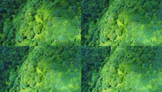 绿色生机绿色森林高清在线视频素材下载