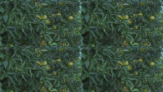 高清实拍橘子园水果丰收农村高清在线视频素材下载