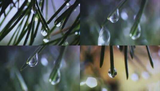 大自然中的树叶美景雨滴滴落高清在线视频素材下载