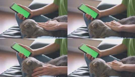在家撸猫和使用绿屏手机高清在线视频素材下载