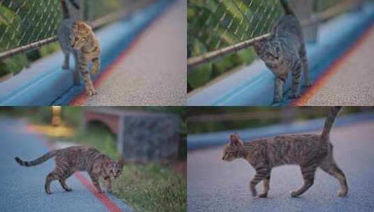 流浪猫路边野猫猫咪宠物动物高清在线视频素材下载