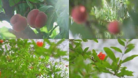 水蜜桃 阳光下的水蜜桃 桃子 水果高清在线视频素材下载