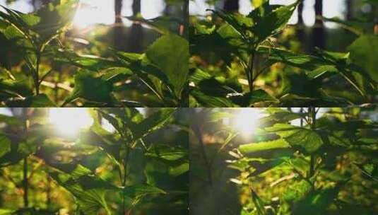 树叶阳光穿透树叶原始森林植物高清在线视频素材下载
