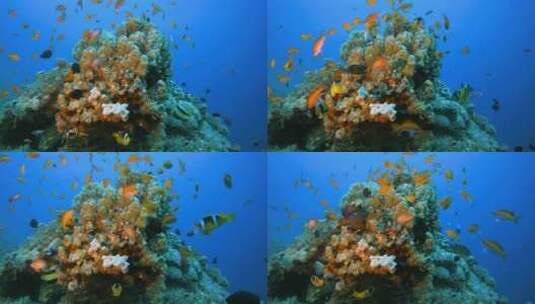 美丽的鱼海洋花园高清在线视频素材下载