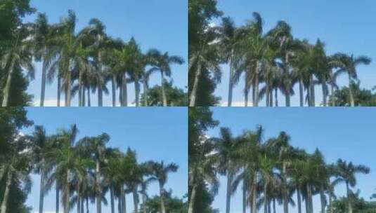 椰子树林高清在线视频素材下载