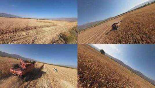 穿越机航拍丰收的季节农业麦田玉米地庄稼高清在线视频素材下载