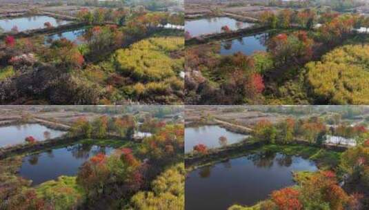 杭州余杭区北湖草荡湿地秋天风光航拍高清在线视频素材下载