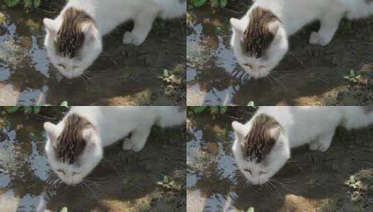 春天一只流浪猫喝雨水狸花猫高清在线视频素材下载