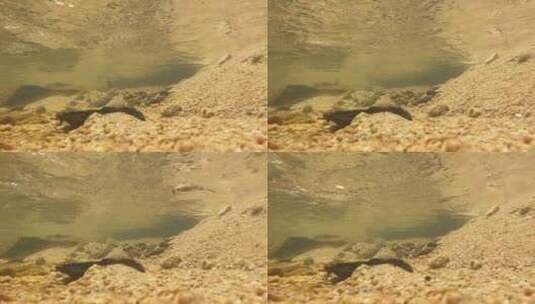 清澈的山涧溪水水下高速升格4K镜头高清在线视频素材下载