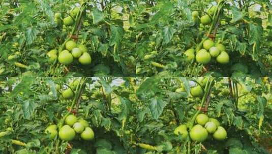 西红柿番茄种植高清在线视频素材下载