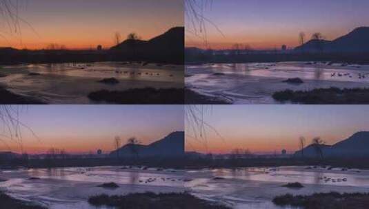 北京怀柔怀沙河天鹅越冬栖息地延时视频高清在线视频素材下载