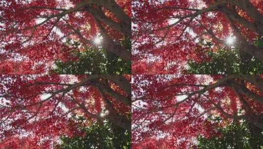 秋天阳光穿透树叶 唯美红叶红枫光影高清在线视频素材下载