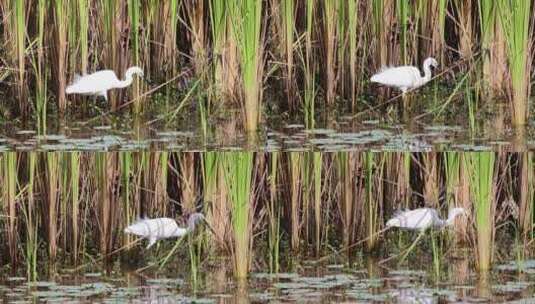 白鹭 大白鹭 湿地 湿地公园高清在线视频素材下载
