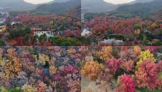 【原创8镜头合集】苏州天平山秋季航拍高清在线视频素材下载