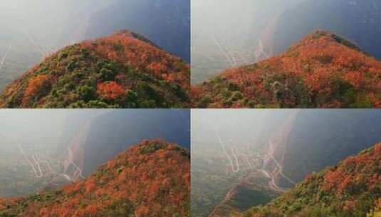 三峡红叶高清在线视频素材下载