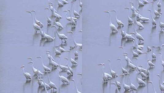 池塘、湿地里的白鹭群高清在线视频素材下载