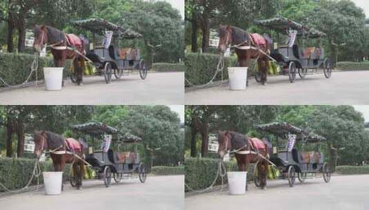 中山城马匹高清在线视频素材下载