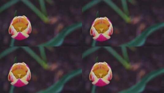 春天盛开的郁金香高清在线视频素材下载