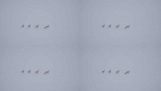 一队奔跑的黄羊蒙原羚高清在线视频素材下载
